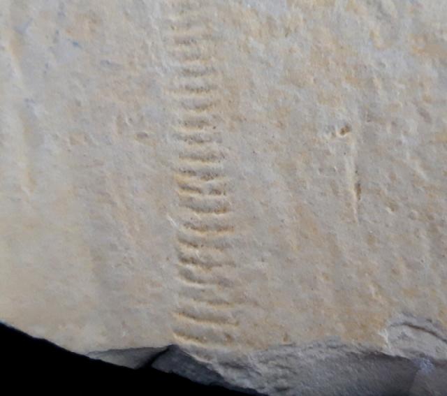 Rollspur eines Ammoniten (Perisphinctes) + Schleifspur indet. - Bild © FossNet FossilienStore